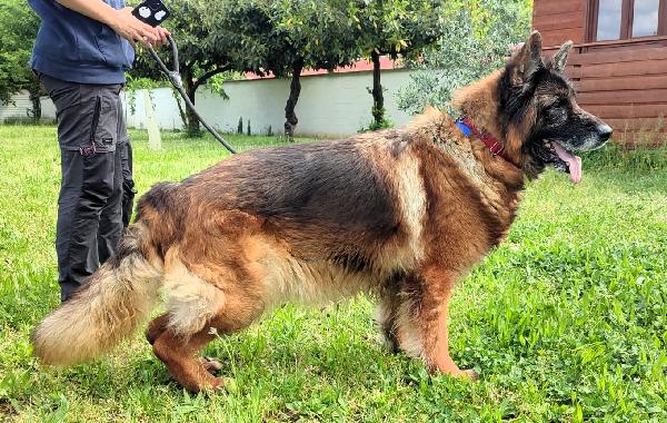 EROS PASTORE TEDESCO Foto 2